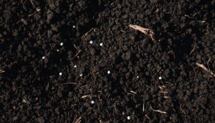 Polymer coated nitrogen fertilizer granules on top of dark, moist soil.