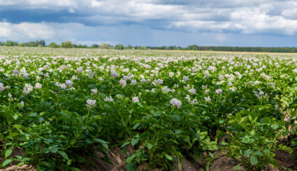 potato flowers blooming in the large field