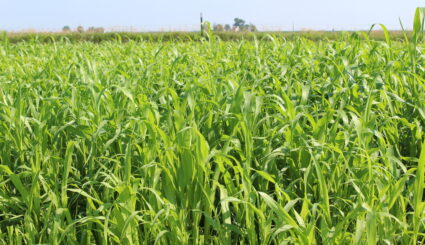 green forage sorghum crop growing in field