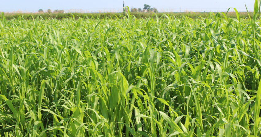 green forage sorghum crop growing in field