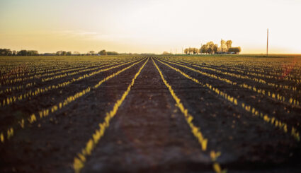 emerging corn field at sunset on a spring day