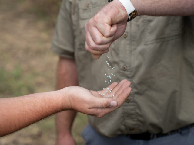 ESN granules pouring from one hand to another.