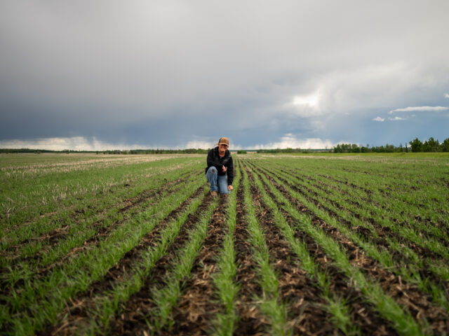 Female farmer inspecting young crop rows in a field to assess nitrogen use efficiency and early plant growth.