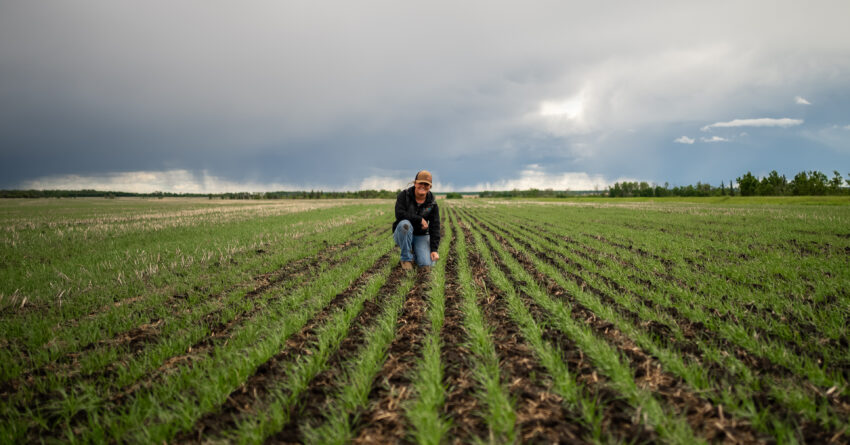 Female farmer inspecting young crop rows in a field to assess nitrogen use efficiency and early plant growth.